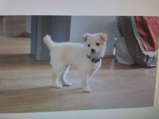 Welpen Bilder !-Beitrag-Bild