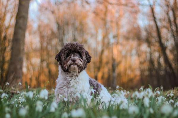 Mein Hund bellt andere Hunde an-Beitrag-Bild