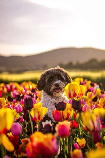 Havaneser-Beitrag-Bild