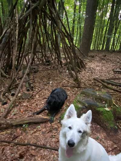 Foto -Challenge  Thema : Dein Hund Im Wald-Beitrag-Bild