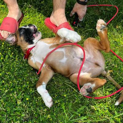 Hundetreffen-Boxer Welpe sucht andere Welpen-Bild