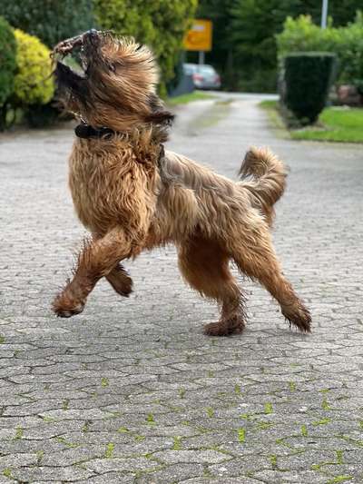 Fotochallenge 66 ~ Rennaction -Zeig deinen Hund im Lauf-Beitrag-Bild