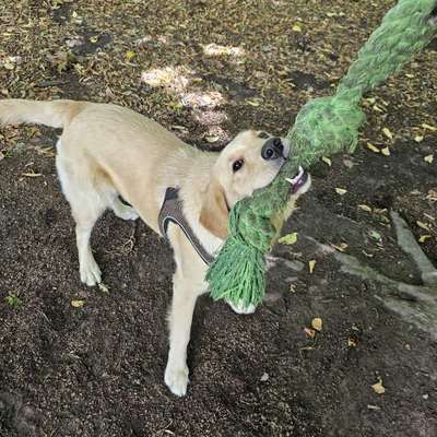 Hundetreffen-Spielrunde in Düsseldorf-Bild