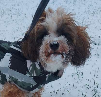 Havaneser dabei?:)-Beitrag-Bild