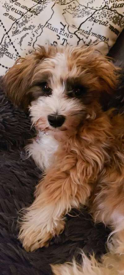 Havaneser dabei?:)-Beitrag-Bild