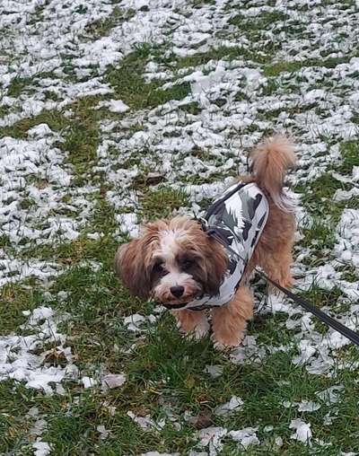 Havaneser dabei?:)-Beitrag-Bild