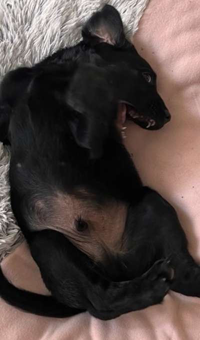 Welpen Bilder !-Beitrag-Bild