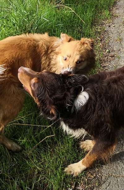 Die Dogorama Wochen Challenge "Friends will be Friends"-Beitrag-Bild