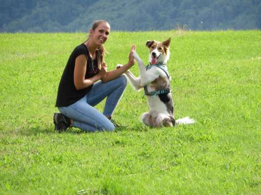 Dogorama Blog Challenge: Hundetricks-Beitrag-Bild