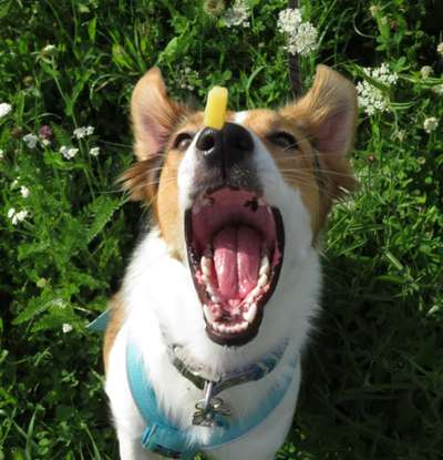 Dogorama Blog Challenge: Hundetricks-Beitrag-Bild