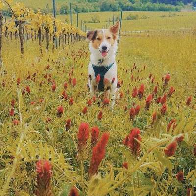 Die Dogorama Monats Challenge "Es grünt und blüht"-Beitrag-Bild