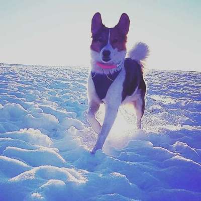 Die Dogorama Kalender Challenge Teil 2/4-Beitrag-Bild