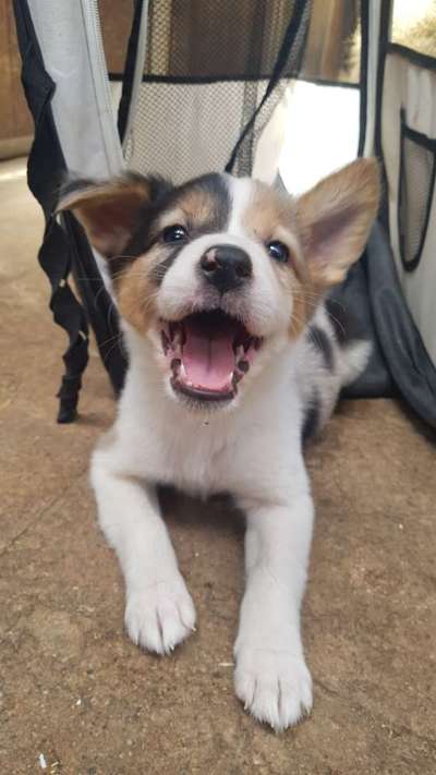 Welpen Bilder !-Beitrag-Bild