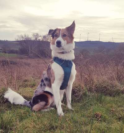 Labradorfans-Beitrag-Bild