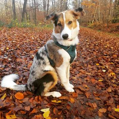 Australian Shepherd Mix-Beitrag-Bild