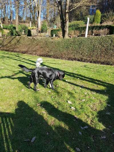 Seltene Rassen!-Beitrag-Bild