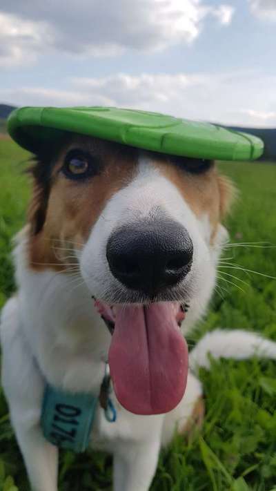 Die Dogorama Kalender Challenge Titelbild-Beitrag-Bild