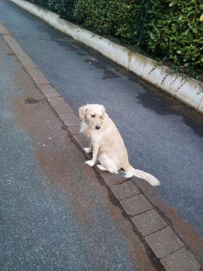 Süße Hunde-Beitrag-Bild