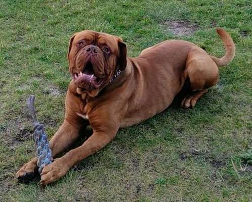 Bordeaux Dogge-Beitrag-Bild