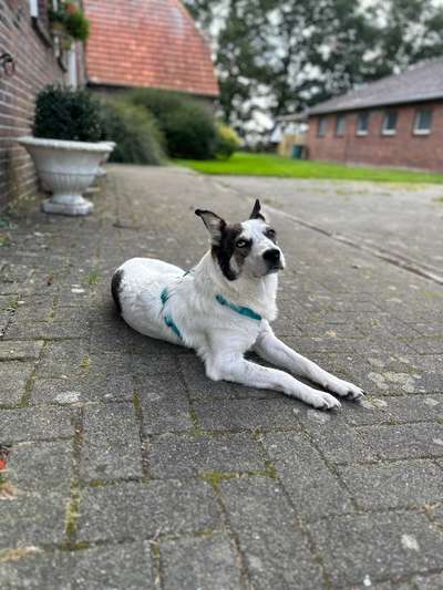 TierschutzhundeStammtisch🐕-Beitrag-Bild