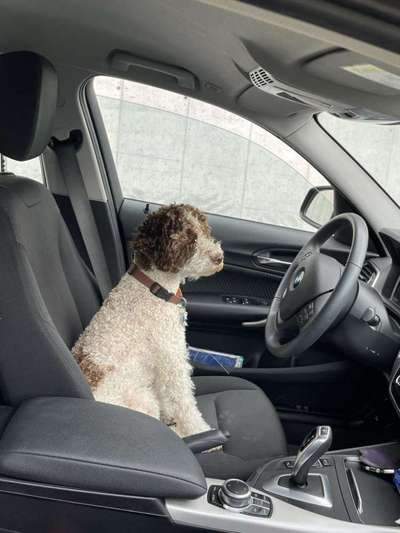 Die Dogorama Kalender Challenge 4/4-Beitrag-Bild