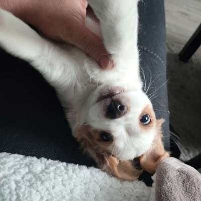 Hundetreffen-Ich suche Sozialkontakte für mein Baby 🐶-Bild