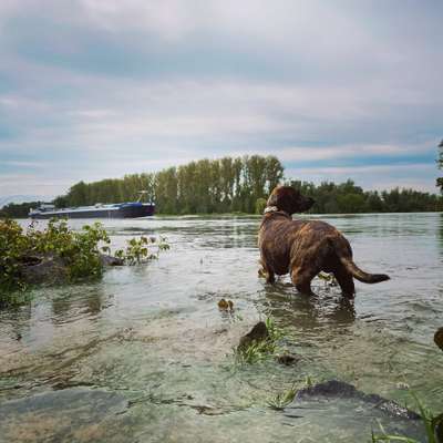 Dogorama-Monats-Challenge-Mai "Wasser"-Beitrag-Bild