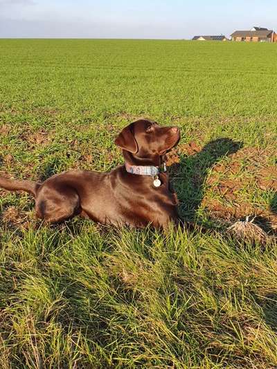 Zeichnungen eurer Hunde-Beitrag-Bild