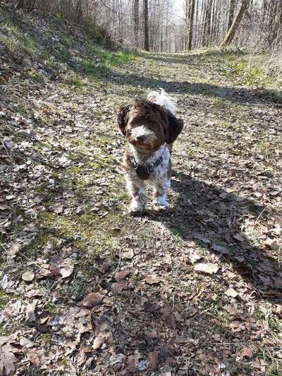 Havaneser dabei?:)-Beitrag-Bild