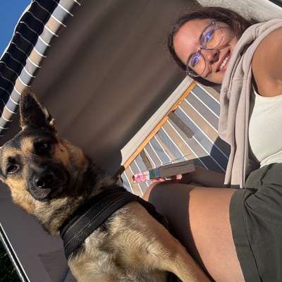 Hundetreffen-Buddy zum spielen-Bild