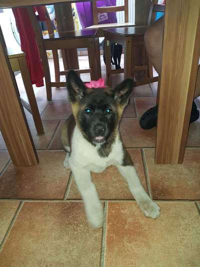 Welpen Bilder !-Beitrag-Bild