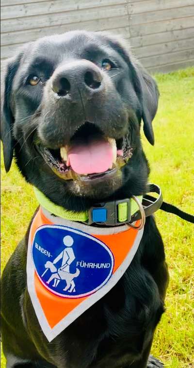 Neufundländer-Beitrag-Bild