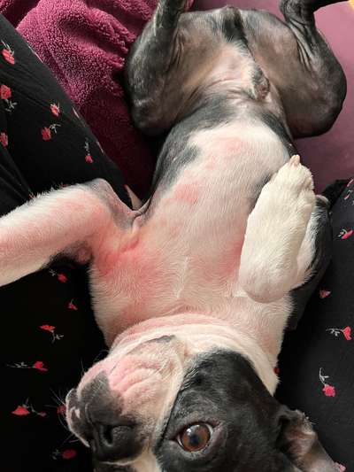 Rötungen am ganzen Hunde Unterkörper-Beitrag-Bild