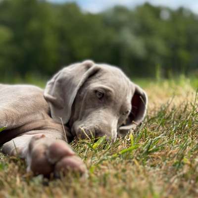 Hundetreffen-Welpentreffen in Westoverledingen-Bild
