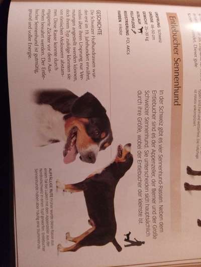 Beißen und Zahnwechsel-Beitrag-Bild