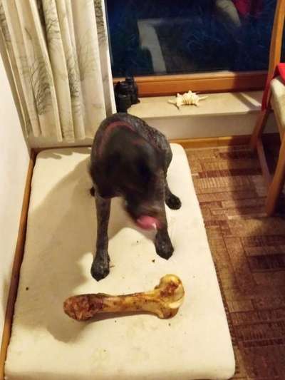 Fotochallenge Nr. 59 - Mein Hund zeigt die Zunge-Beitrag-Bild