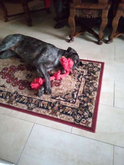 Reinrassige Hunde?-Beitrag-Bild