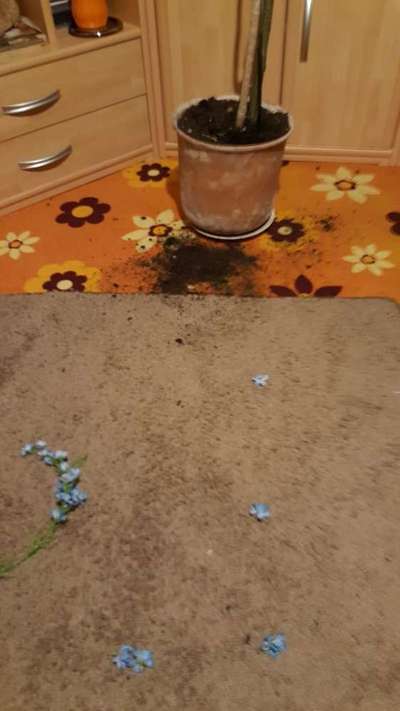 Zeigt mir eure "hol dir einen Hund, wird schön-Bilder"-Beitrag-Bild