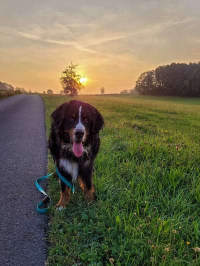 Hundetreffen-Gemeinsame Spaziergänge, Hundefreunde-Bild