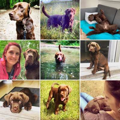 Welpenfotos-Beitrag-Bild