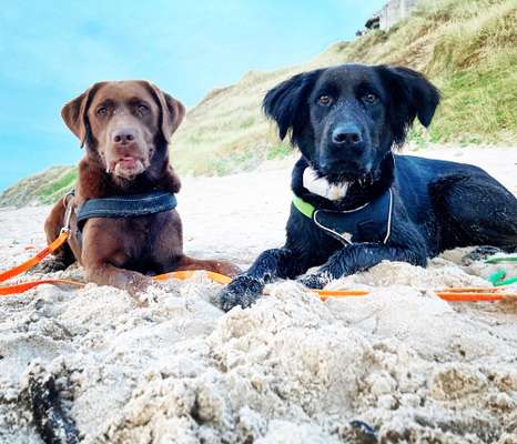 Bester Freund, Hundekumpel - zeigt her!-Beitrag-Bild