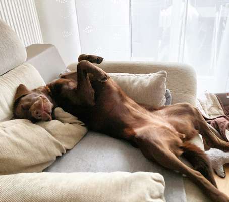 Wo sind meine Labrador Freunde-Beitrag-Bild