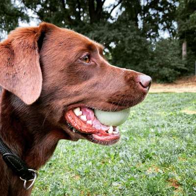 Labradorfans-Beitrag-Bild