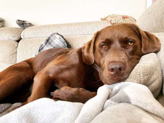 Labradorfans-Beitrag-Bild