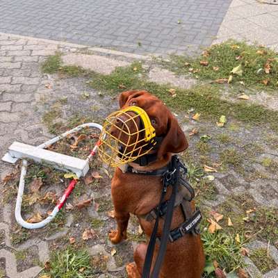 Hundetreffen-Social Walk-Bild