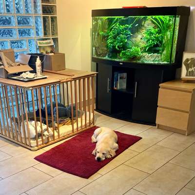 Hund nachts nicht mehr in verschlossener Box?-Beitrag-Bild