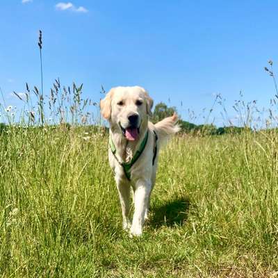 "Vergesellschaftung" Zwillingsbabys und Hund + gleichzeitig Umzug-Beitrag-Bild