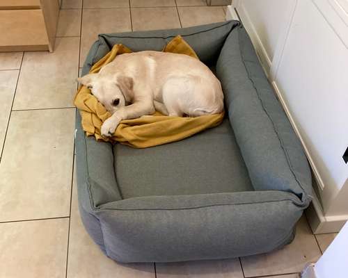 Hund nachts nicht mehr in verschlossener Box?-Beitrag-Bild