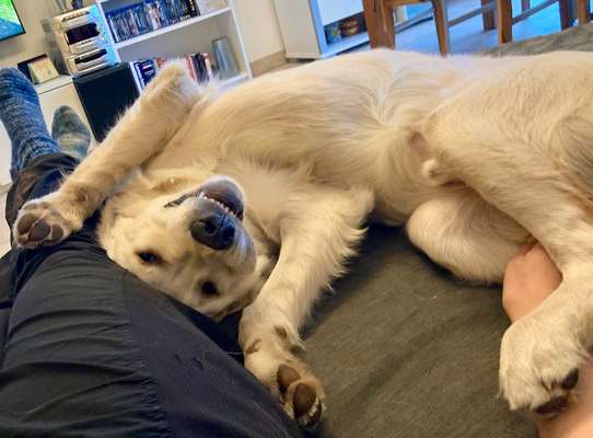 Hund frisst Taschentücher - bin ratlos-Beitrag-Bild