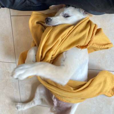 Zeige das lustigste Bild eures Hundis-Beitrag-Bild